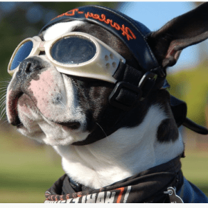 Motorcycle Helmets for Dogs - Man's Best Friend