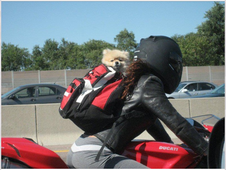 dog riding motorcycle with helmet