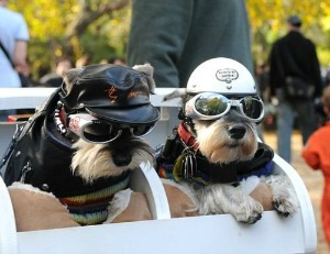 dog bike helmet and goggles