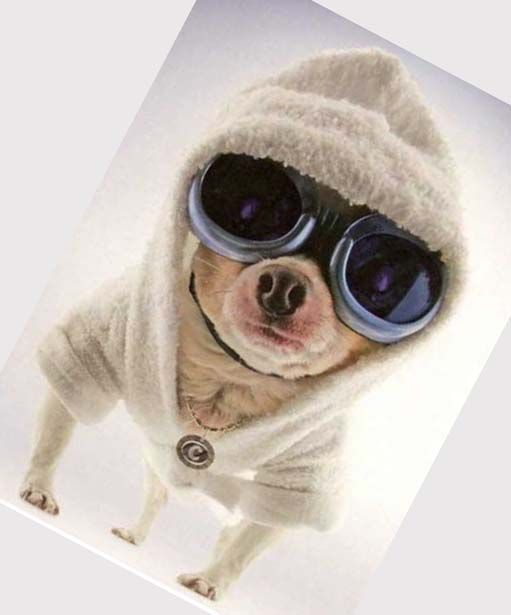 Goggles for your Dog = Doggles