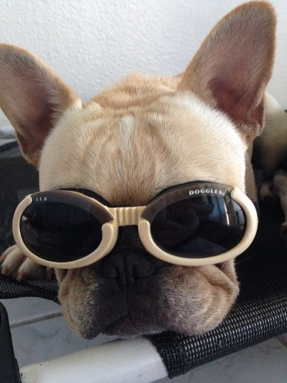 Goggles for your Dog = Doggles