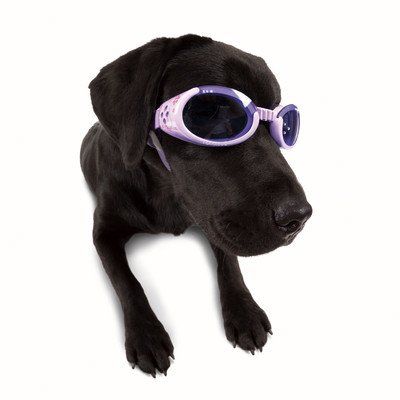 Goggles for your Dog = Doggles